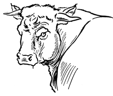 Bull Portait Coloring Page